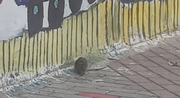 Αρουραίοι …κόβουν βόλτες σε Δημοτικό σχολείο - Ανάστατοι οι γονείς