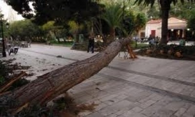 Είδε δέντρο να σκοτώνει τον πατέρα του