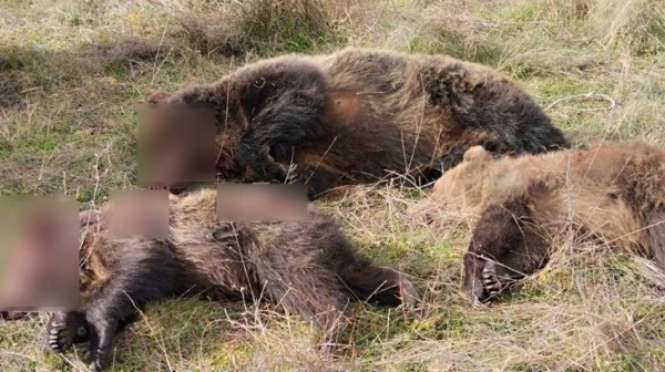 ΚΤΗΝΩΔΙΑ: Σκότωσαν πρώτα τη μαμά-αρκούδα και μετά τα δύο μικρά της που θήλαζαν