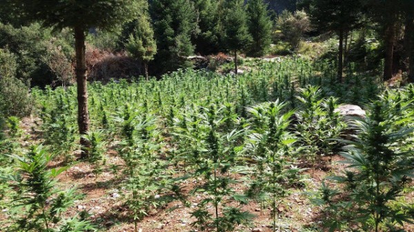 Εντοπίστηκε χασισοφυτεία με 1.278 δέντρα
