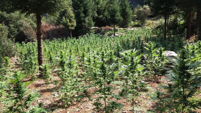 Εντοπίστηκε χασισοφυτεία με 1.278 δέντρα