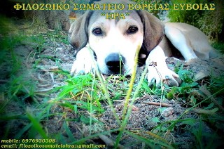 Γέμισαν τα σπίτια μας ζώα και άδειασαν οι τσέπες μας από λεφτά