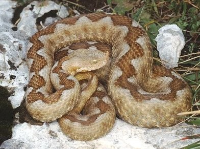 Κατέσχεσαν 11 φίδια από έκθεση πολυκαταστήματος