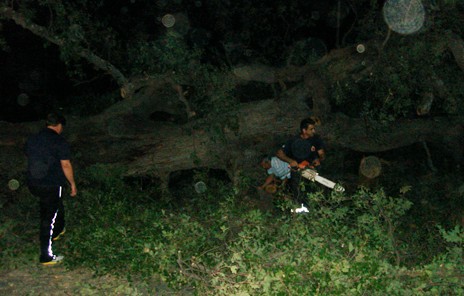 ΑΠΙΣΤΕΥΤΟ: Τα Δύο Δένδρα έγιναν ...ένα