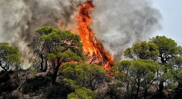 ΛΑΜΙΑ: Η φωτιά έκαψε σπίτια - Εκκενώθηκε το βόρειο τμήμα της πόλης (Video)