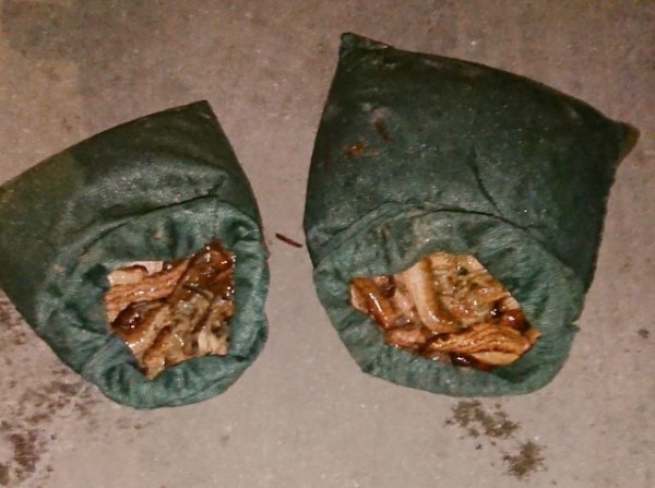 ΛΟΥΚΙΣΙΑ: Κατασχέθηκαν από το Λιμεναρχείο δύο τσουβάλια αγγούρια της θάλασσας (φωτό)