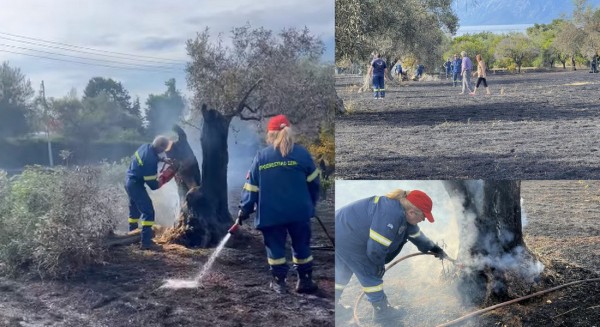 ΑΝΘΗΔΟΝΑ ΧΑΛΚΙΔΑΣ: Άρπαξε φωτιά μέσα σε χωράφια με ελιές το απόγευμα της Τετάρτης
