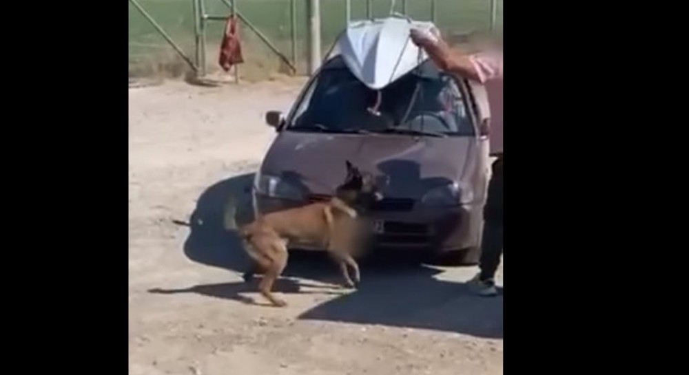 Αυτός είναι ο σκύλος της Ασφάλειας Χαλκίδας που βρήκε τα ναρκωτικά στον κινητήρα αυτοκινήτου (VIDEO)