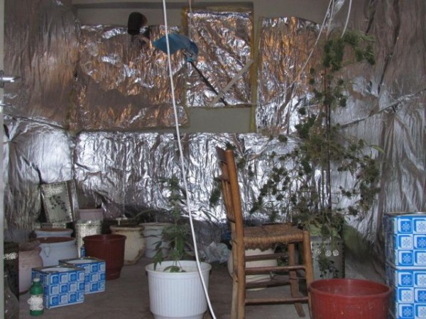 72χρονος καλλιεργούσε χασίς στο σπίτι του