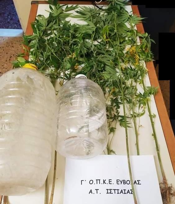 ΙΣΤΙΑΙΑ: Αστυνομικοί εντόπισαν καλλιέργεια χασίς