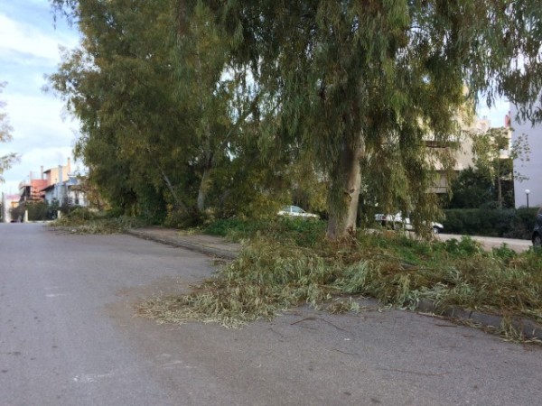 ΧΑΛΚΙΔΑ: Κλάδεψαν και παράτησαν στο δρόμο τα κλαδιά
