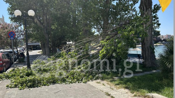 ΧΑΛΚΙΔΑ: Τρομάρα από πτώση μεγάλου κλαδιού