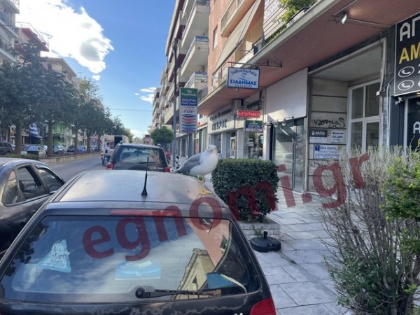 ΧΑΛΚΙΔΑ: Ατραξιόν ο γλάρος στη Βενιζέλου!