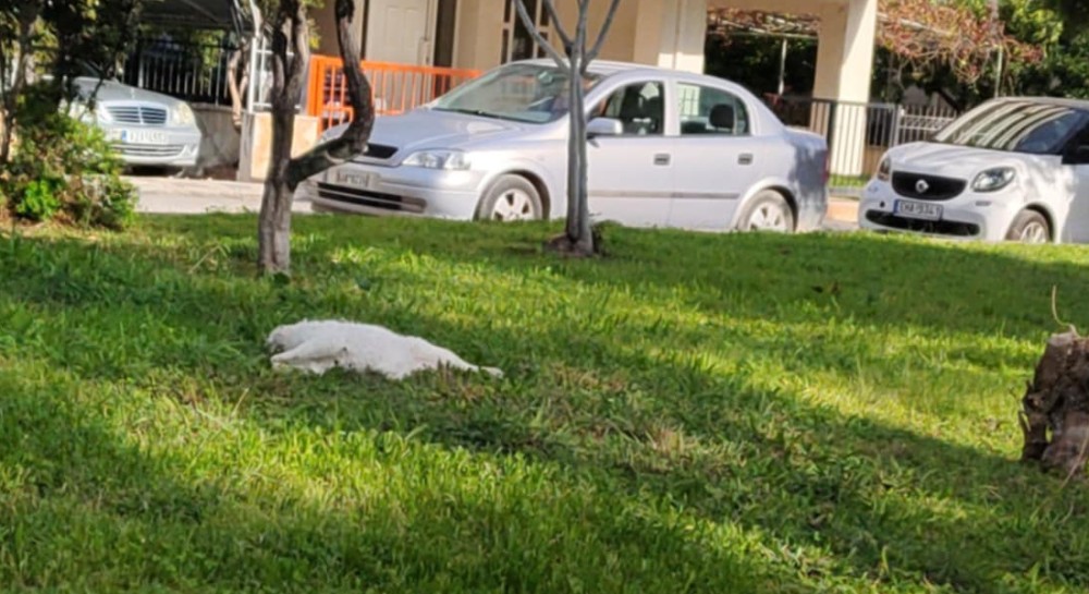 ΧΑΛΚΙΔΑ: Αγέλη αδέσποτων σκύλων σκοτώνει γάτες