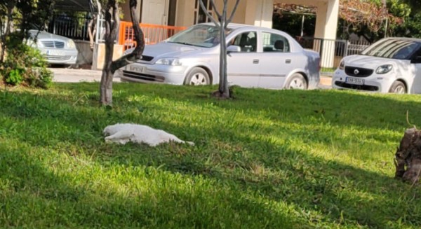 ΧΑΛΚΙΔΑ: Αγέλη αδέσποτων σκύλων σκοτώνει γάτες