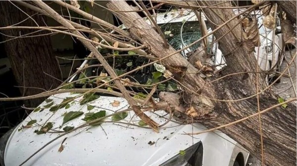 ΩΡΩΠΟΣ: Δέντρο έπεσε πάνω σε Ι.Χ. αυτοκίνητο με 4μελή οικογένεια