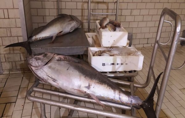 ΙΧΘΥΟΣΚΑΛΑ ΧΑΚΙΔΑΣ: Κατασχέθηκαν ψαρούκλες μέσα σε φορτηγό (φωτό)