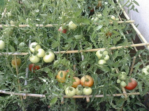 Μεγάλες ζημιές στην παραγωγή ντομάτας στους Στρόπωνες
