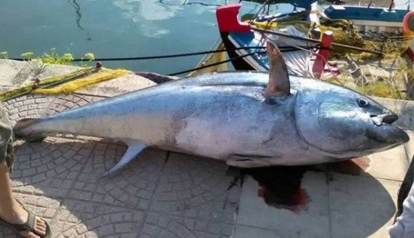 Ψάρεψε τόνο 220 κιλών σε ελληνική θάλασσα