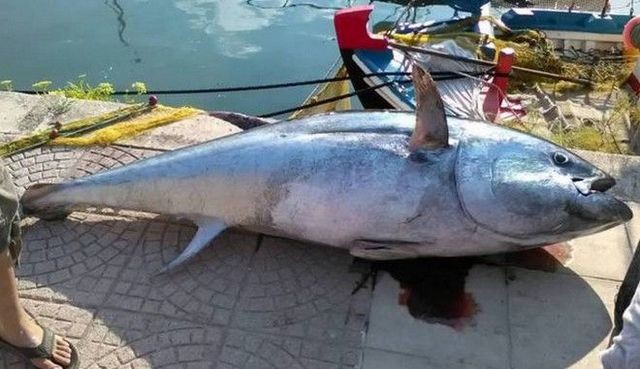 Ψάρεψε τόνο 220 κιλών σε ελληνική θάλασσα