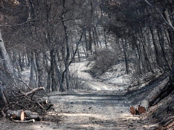 Η Τζέσικα και η ανοικοδόμηση της βόρειας Εύβοιας