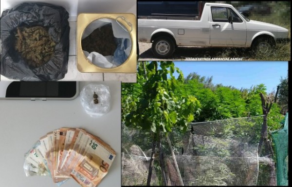 ΣΤΕΡΕΑ ΕΛΛΑΔΑ: Έλληνας αγρότης καλλιεργούσε στο κτήμα του 166 δενδρύλλια κάνναβης