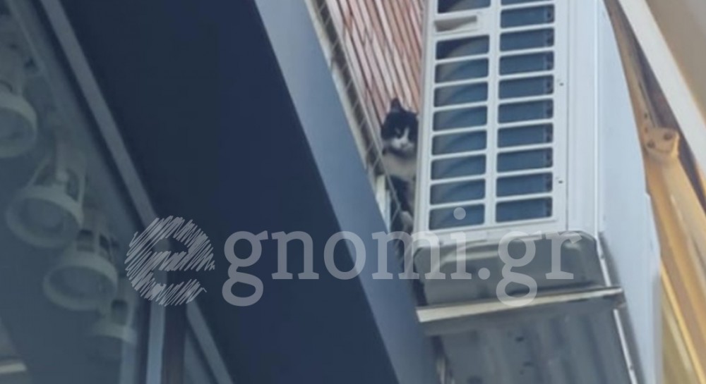 ΧΑΛΚΙΔΑ: Γατάκι εγκλωβίστηκε σε κλιματιστικό
