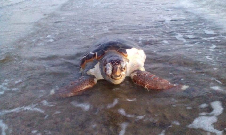 Αμάρυνθος: Θαλάσσια χελώνα ξεβράστηκε νεκρή