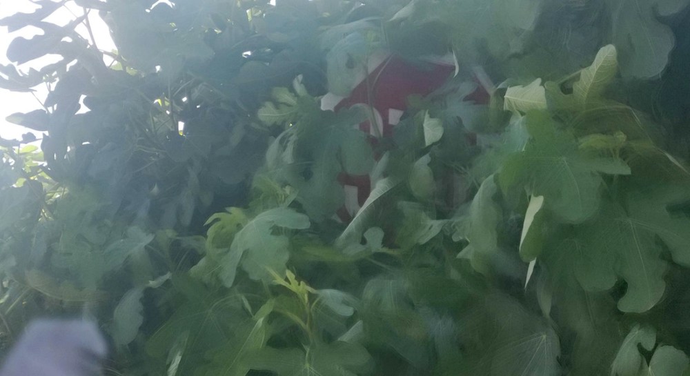 ΑΓΙΑ ΕΛΕΟΥΣΑ ΧΑΛΚΙΔΑΣ: Κανείς δεν βλέπει την πινακίδα