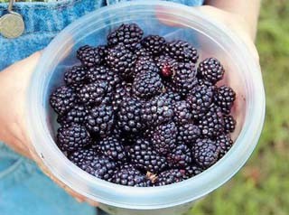 Xρυσά βατόμουρα για καλλιεργητές