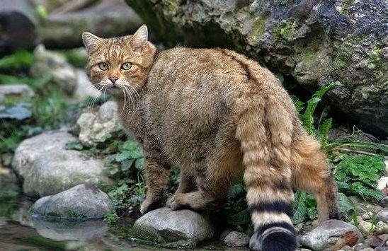 Φουρόγατος «έφαγε» τον Σήφη