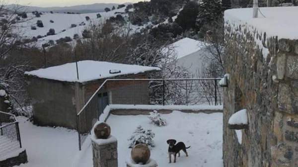 Σκύλος ...ποζάρει στη χιονισμένη Σέτα