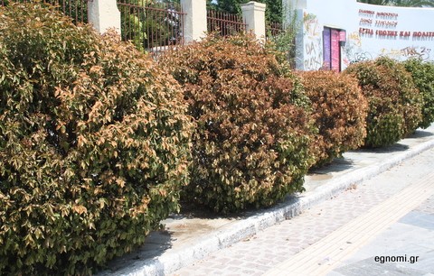 Ξεράθηκαν τα φυτά στο Κόκκινο Σπίτι