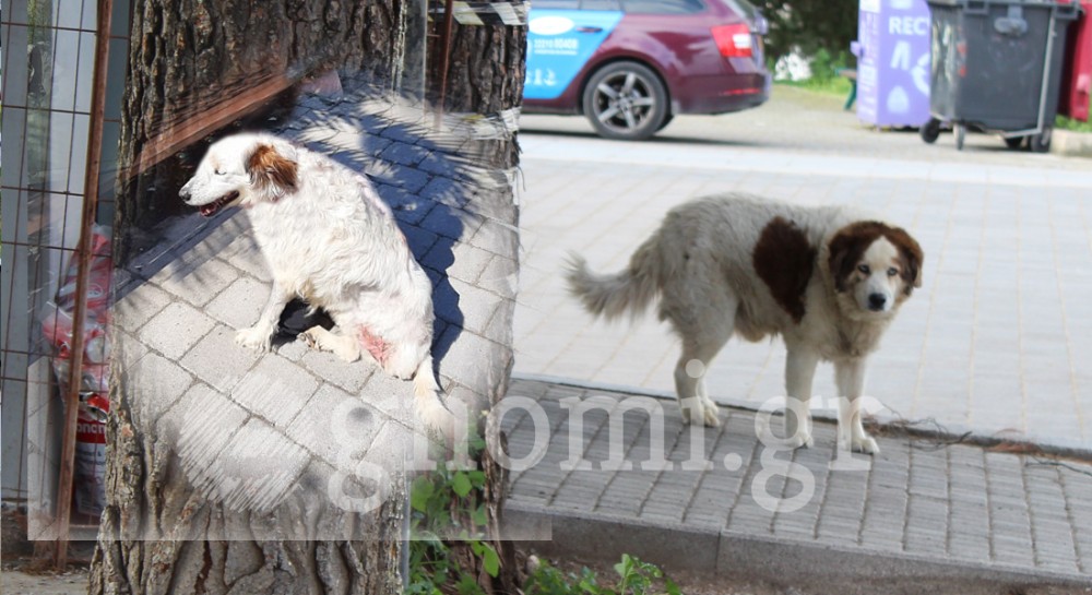 ΧΑΛΚΙΔΑ-ΑΓ. ΙΩΑΝΝΗΣ: Εφυγε από τη ζωή η σκυλίτσα Μπέλα και έμεινε μόνος του ο φιλαράκος της