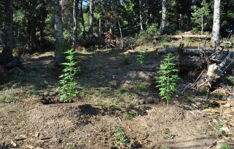 Φύτεψε χασισόδενδρα στο σπίτι του και στο βουνό