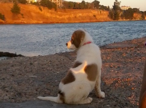 Ο Αλέξης έχασε τον Μπομπ