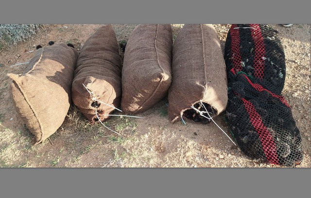 ΜΠΟΥΡΝΩΝΤΑΣ ΔΗΜΟΥ ΧΑΛΚΙΔΕΩΝ: Πέντε τσουβάλια αχινούς κατάσχεσε το Λιμεναρχείο (φωτό)