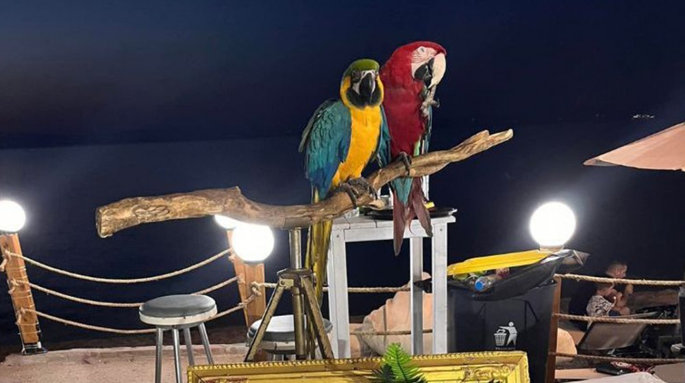 Πρόστιμο 20.000 ευρώ σε ιδιοκτήτη ξενοδοχείου στη Χαλκιδική γιατί  χρησιμοποιούσε παπαγάλους ως ...κράχτες πελατών