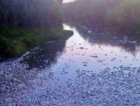 Σοκ με χιλιάδες νεκρά ψάρια σε λίμνες και ποτάμια στη Μακεδονία