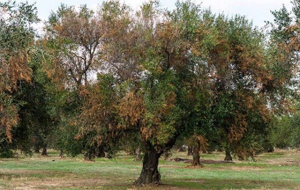 Δεύτερο ... καμπανάκι για επιβλαβή οργανισμό που ξεραίνει τις ελιές