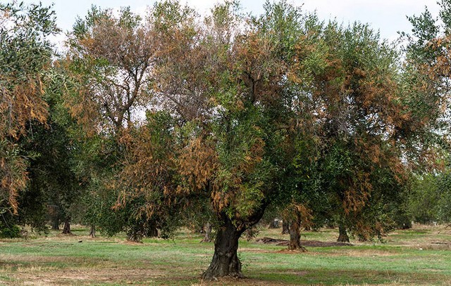 Δεύτερο ... καμπανάκι για επιβλαβή οργανισμό που ξεραίνει τις ελιές