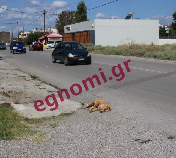 ΤΑΨΗ ΒΡΥΣΗ ΧΑΛΚΙΔΑ: Εστία μόλυνσης το κουφάρι σκύλου