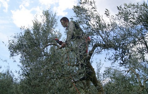 Αποζημίωση για τους ελαιοπαραγωγούς της Κύμης