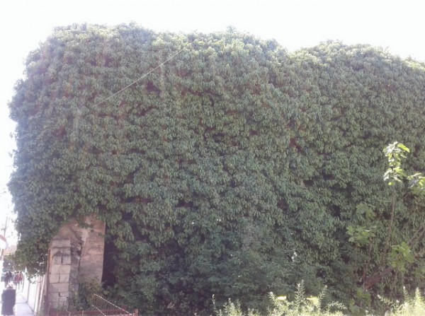 Ο μεγαλύτερος κισσός της Χαλκίδας έχει καλύψει ολόκληρο σπίτι!