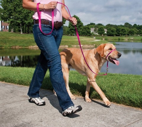 ΔΗΜΟΣ ΧΑΛΚΙΔΕΩΝ: Οι συνοδοί κατοικιδίων να μαζεύουν τα περιττώματα των ζώων