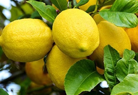 Γιατί τα λεμόνια στην Ελλάδα κατέληξαν να είναι είδος πολυτελείας