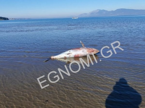 ΛΙΑΝΗ ΑΜΜΟΣ ΧΑΛΚΙΔΑ: Ξεβράστηκε νεκρό ένα μεγάλο ψάρι (VIDEO)