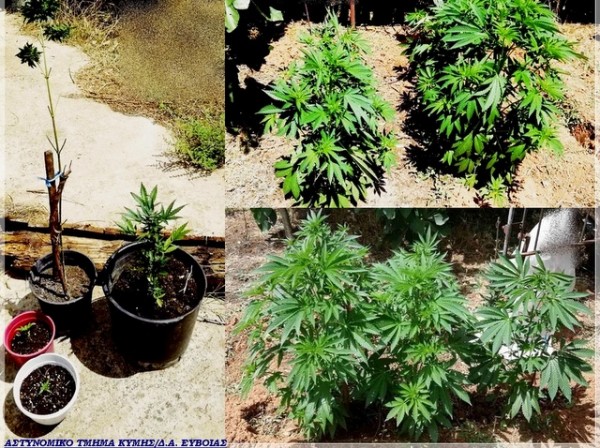 ΚΥΜΗ ΕΥΒΟΙΑΣ: Καλλιεργούσε 10 χασισόδενδρα στην αυλή του σπιτιού του