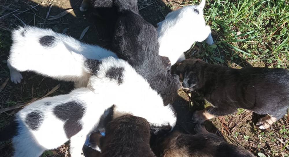 Γέμισε αδέσποτα κουτάβια ο Δήμος Διρφύων - Μεσσαπίων