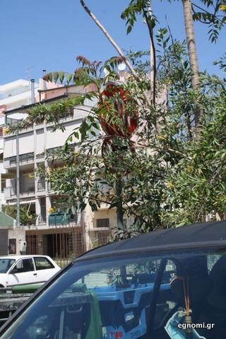 Κλαδιά δέντρων έκρυψαν το Stop